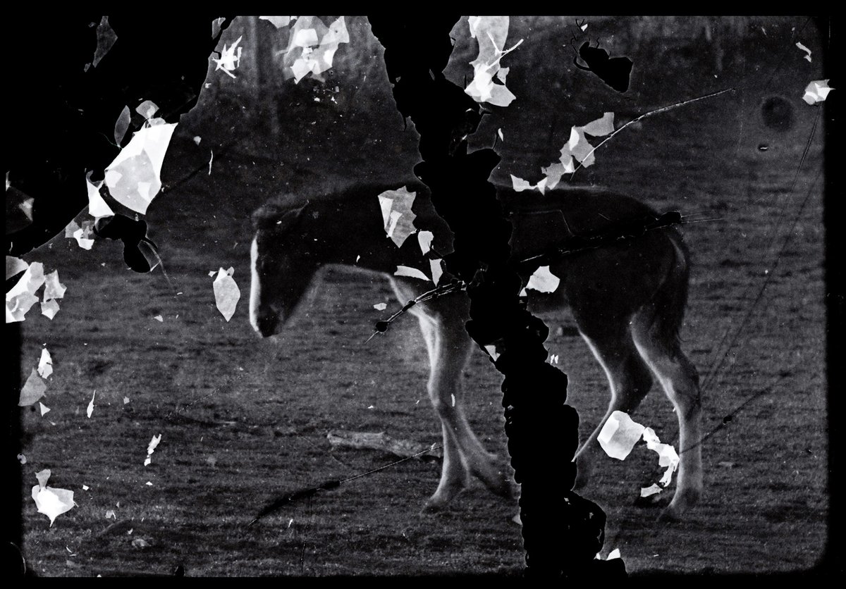 canyoncinema's tweet image. Canyon Cinema is pleased to announce the acquisition of four recent handmade films by longtime artist member Philip Hoffman.

Info: canyoncinema.com/2024/08/14/now…

Stay tuned for details about a Canyon Cinema Salon with Hoffman this September!