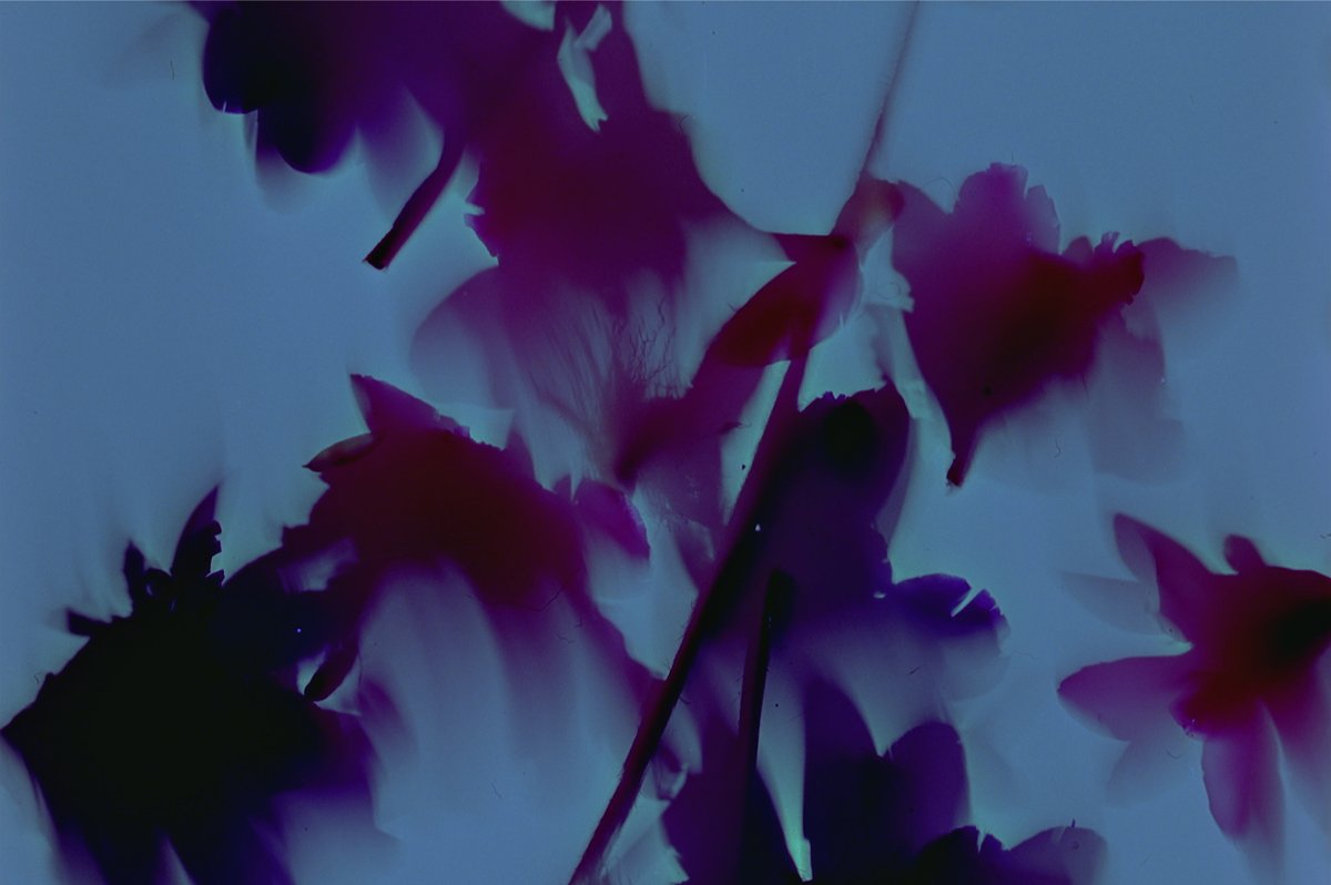 canyoncinema's tweet image. Canyon Cinema is pleased to announce the acquisition of four recent handmade films by longtime artist member Philip Hoffman.

Info: canyoncinema.com/2024/08/14/now…

Stay tuned for details about a Canyon Cinema Salon with Hoffman this September!