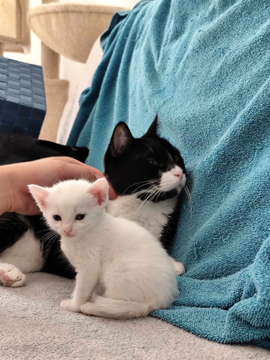 EiriYu's tweet image. Elza-Belza poznaje rodzinę 😍