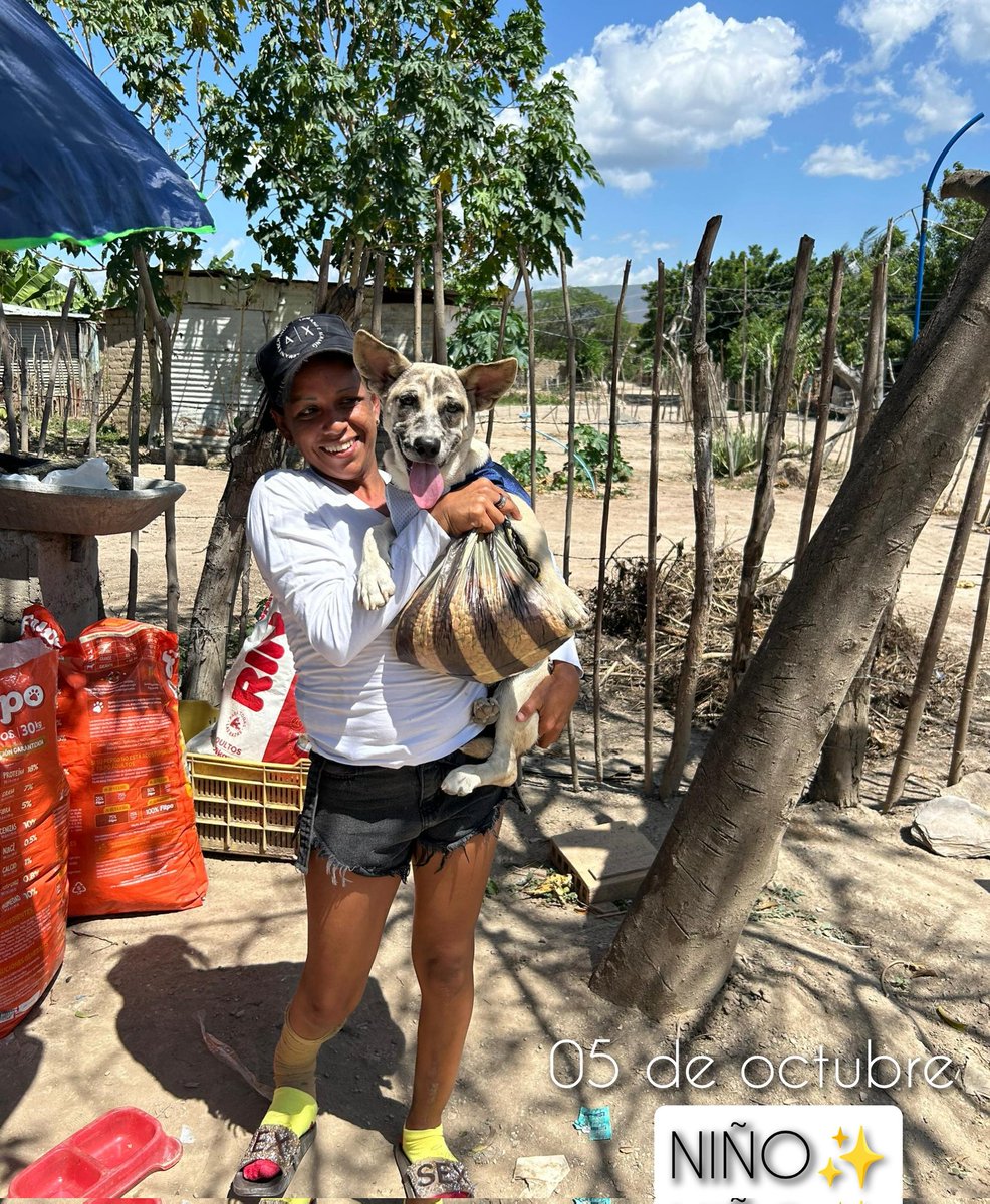 Maullidosyladr1's tweet photo. 05 October, health day 🙏🙌✨.
Over here, we have the beautiful LUNA🐈 & NIÑO🤍
Both getting rid of fleas, ticks and internal worms. Thanks to those who made it possible. 🐾
#05october #Luna5O #Niño5O https://t.co/YGteI3Z36r