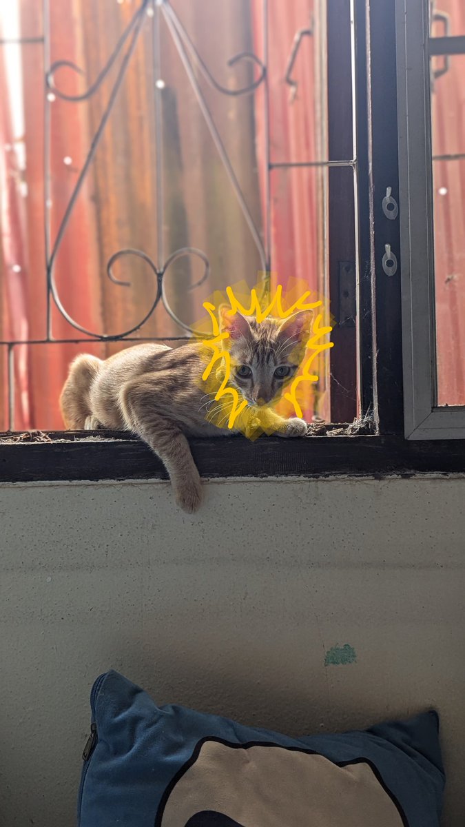 Now that I have an orange cat, I'm so tempted to find him a lion mane costume.