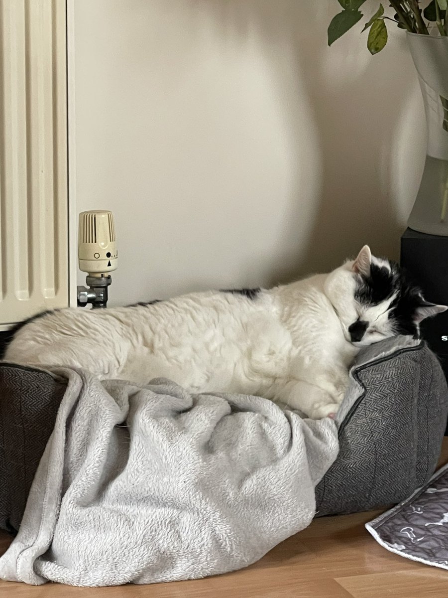 bella_rescue's tweet photo. It’s three years today since mum and dad picked me up and took me to my forever home. Where I lived before, they were mean to me but I love my life now and I love my mum and dad. My life really is this comfy! 🐾

#CatsAreFamily #CatsOfX #CatsOfTwitter https://t.co/UjAQ7fUjwa