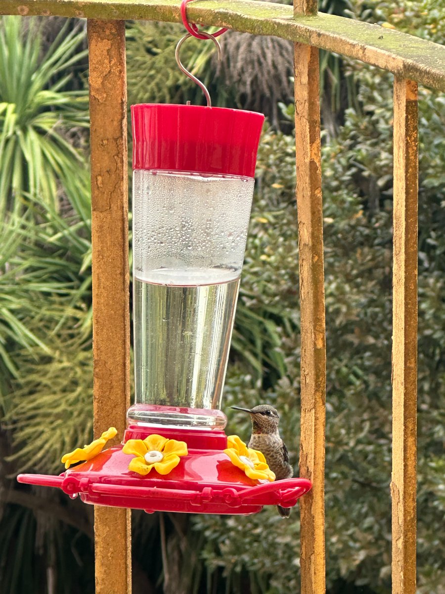 affanhu's tweet photo. Being sick sucks but on the bright side working from home has let me fully enjoy my hummingbird feeder. 

These bad boys are coming by every 10 minutes. https://t.co/hBh9NgtFz9