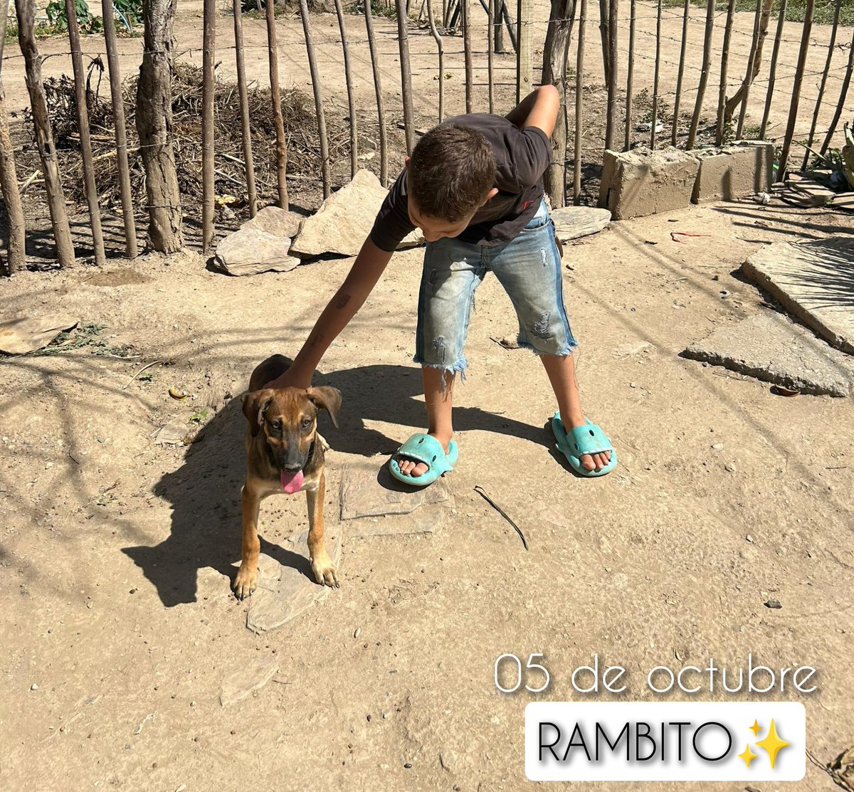 Maullidosyladr1's tweet photo. 05 October, health day 🙏🙌✨.
Over here, we have the beautiful RAMBITO & CHIQUITA 🤍
Both getting rid of fleas, ticks and internal worms. Thanks to those who made it possible. 🩷
#05october #Rambito5O #Chiquita5O https://t.co/hICXwRXNkG