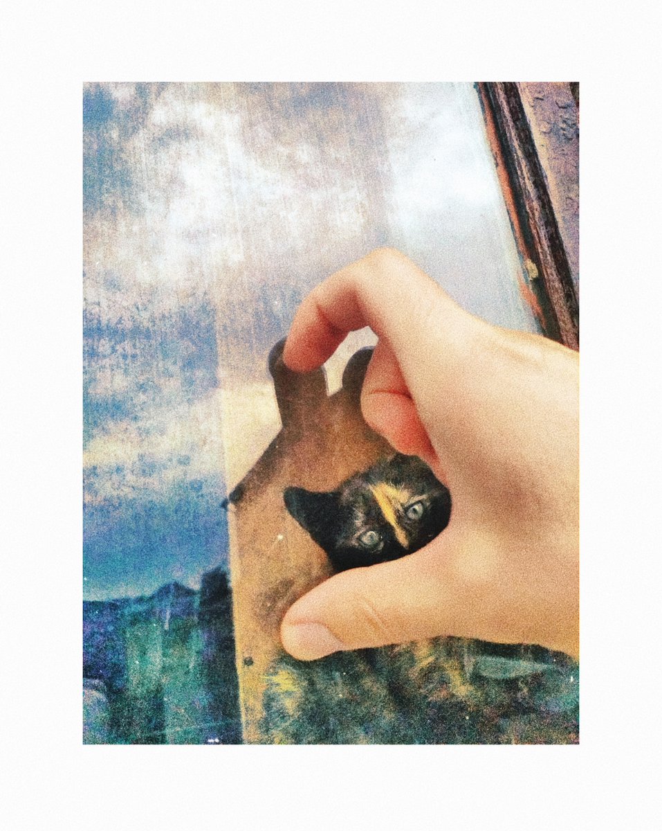 natgraphy's tweet image. &quot;Window to the Soul&quot; 2024 @natgraphy

#ReflectionArt #HeartShape #KittenLove #StreetPhotography #WindowViews