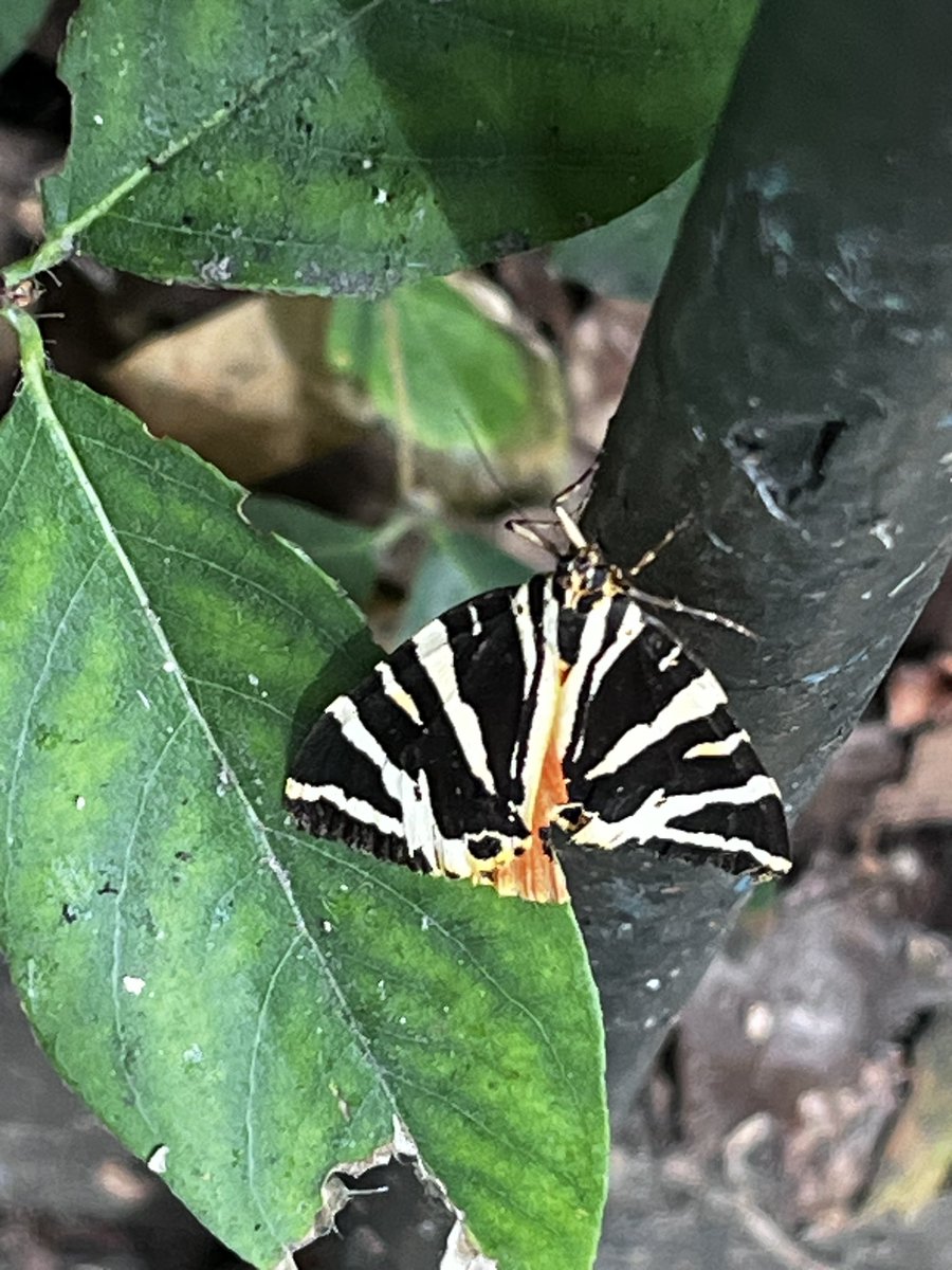 fredrodgers44's tweet photo. @FCityGardens a Jersey tiger moth resting in #BunhillFields this morning @BunhillHeritage https://t.co/8XZ223XE8I