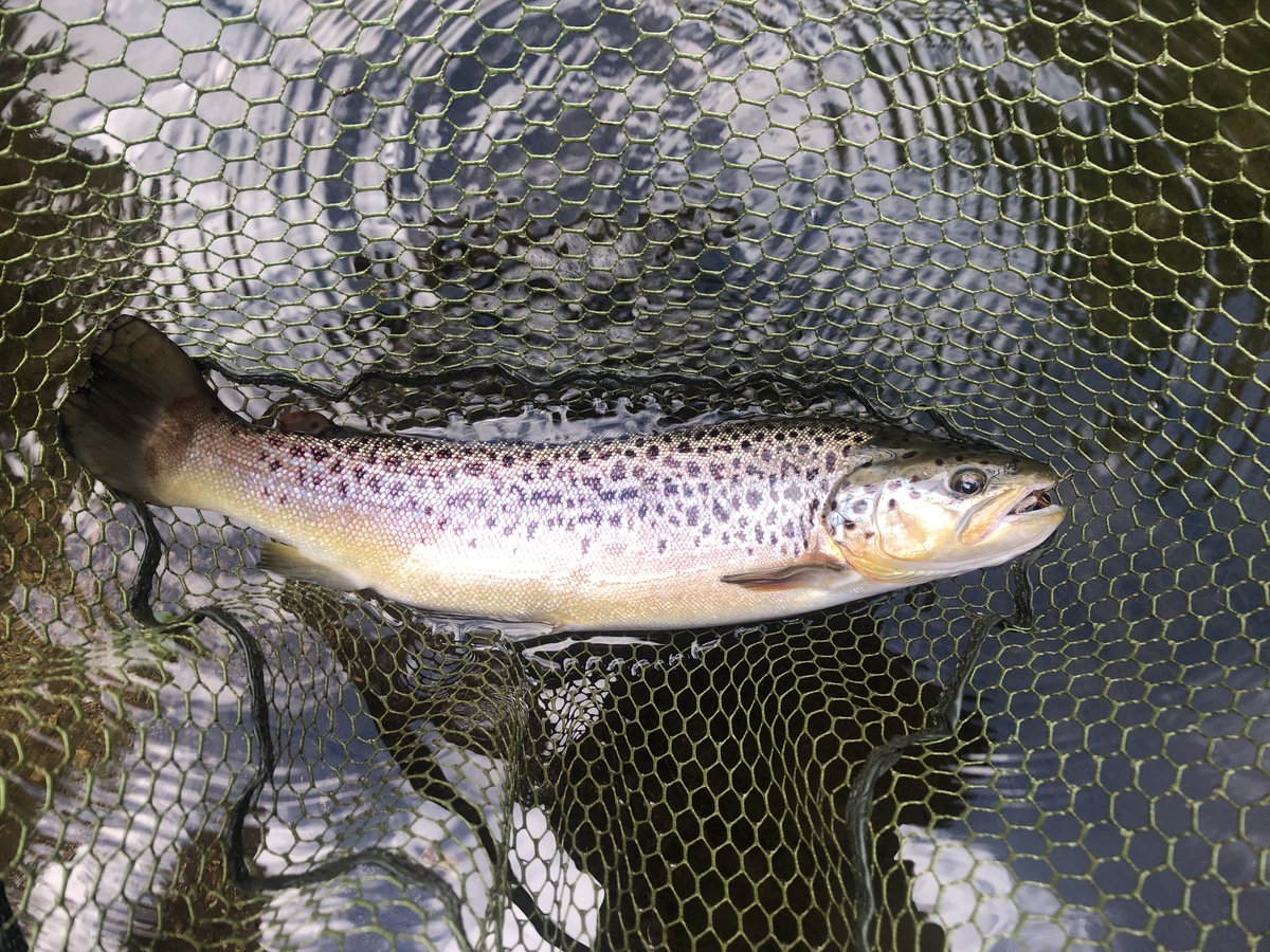 Midlands Fly Fishing tweet media