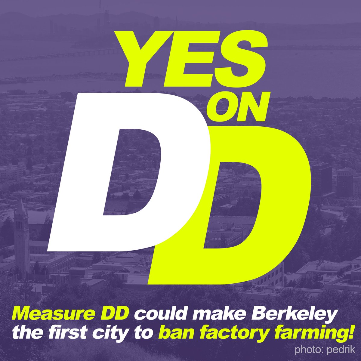 The historic ballot measure to ban factory farming in the City of Berkeley has just been assigned measure letters! It will appear on the ballot this November as Measure DD and, if passed, will make Berkeley the first city to pass such legislation.
#YesOnDD #ProtectAnimals