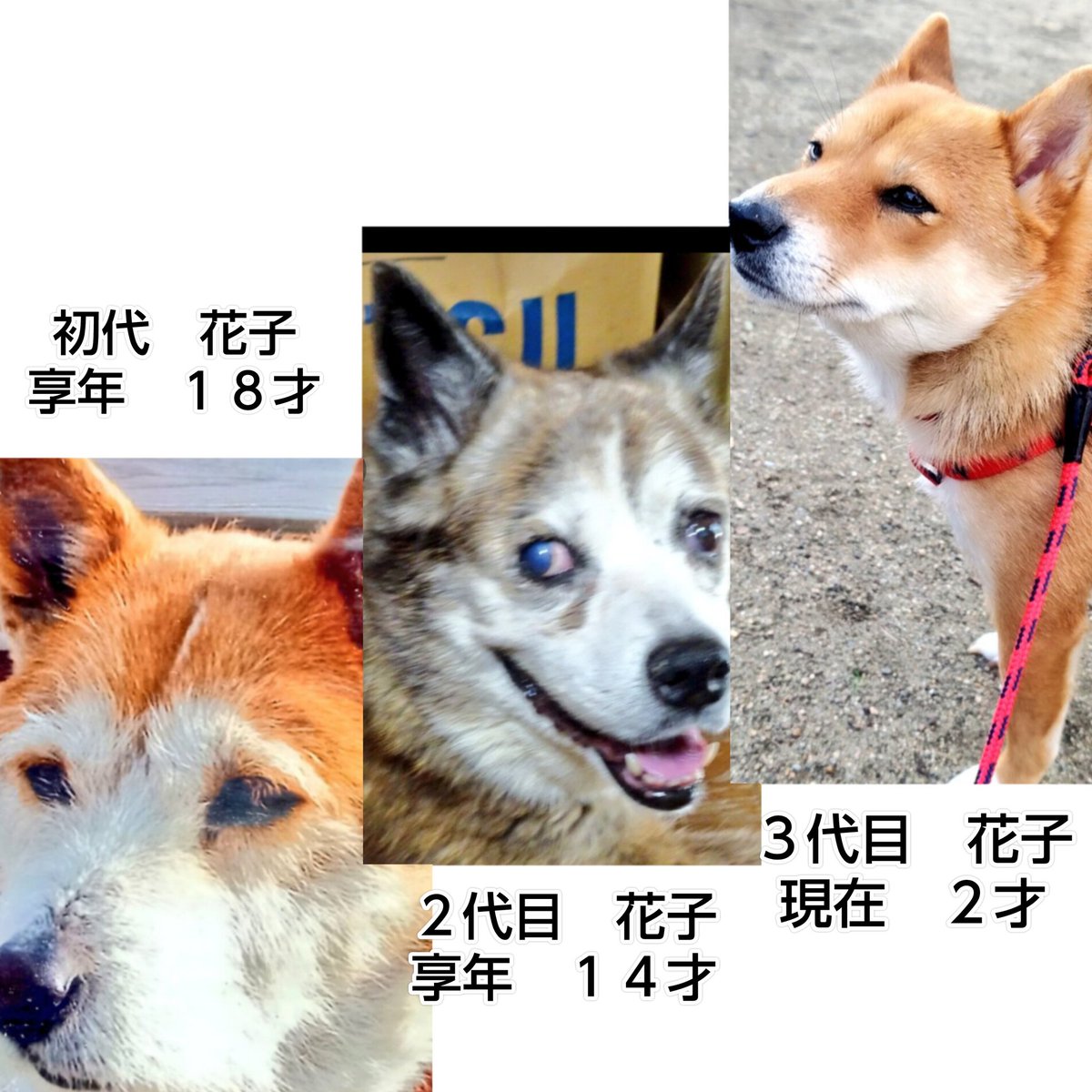 長屋の信さん🐶 tweet media