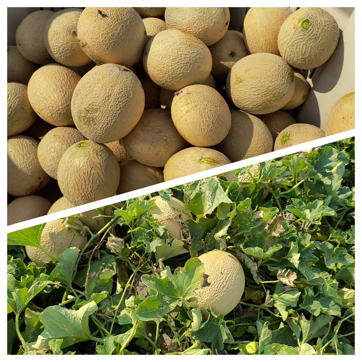 After a little more time than usual the cantaloupe are ready and being harvested daily!  #cantaloupe #melons #westcdnag #ABag #organic