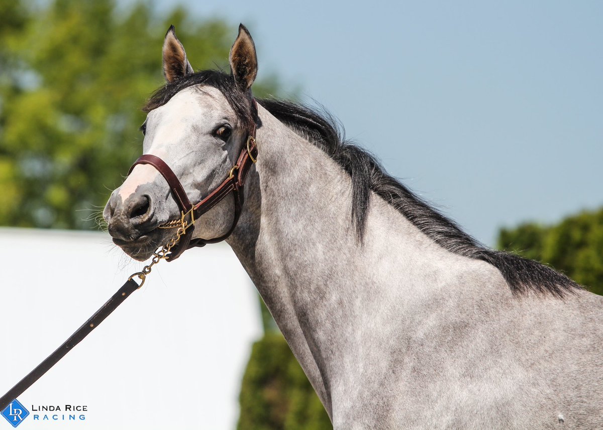 We have 5 runners today at the Spa:
Cinderella’s Cause - R2
Tipple - R4
R Funny Business - R7
Collaboration &amp; Curlin’s Girl - R8
Good luck to the connections!