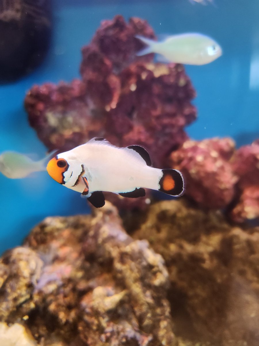 When the fish printer runs out of ink