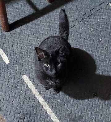 Monmouth County, NJ
 This pretty girl is Pigpen. She is a farm kitty and needs to be re-homed. She is a good hunter and very food motivated! She loves pets and is more of a loner. If interested in finding out more, please contact us at cats@rescueridge.com.
 Or fill out an