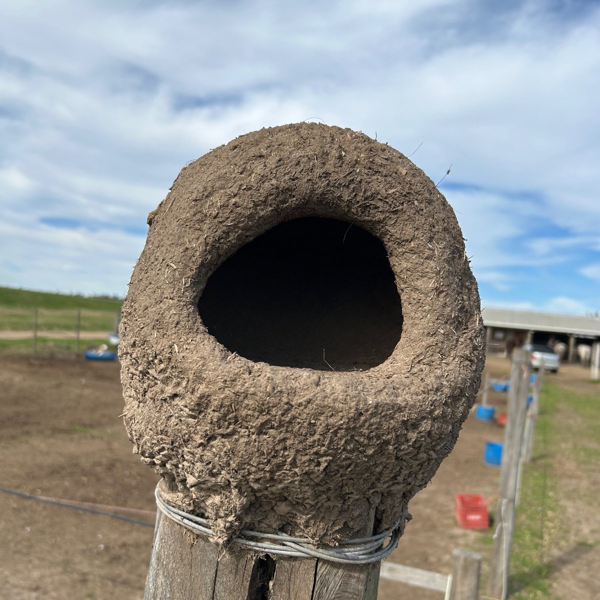 NMadreani's tweet photo. Fieldwork 2024 is kicking in! 
Looking forward to learn how horneros build their nests! Lapwings already incubating 🙃
Exciting project! https://t.co/ydsybOrrgA