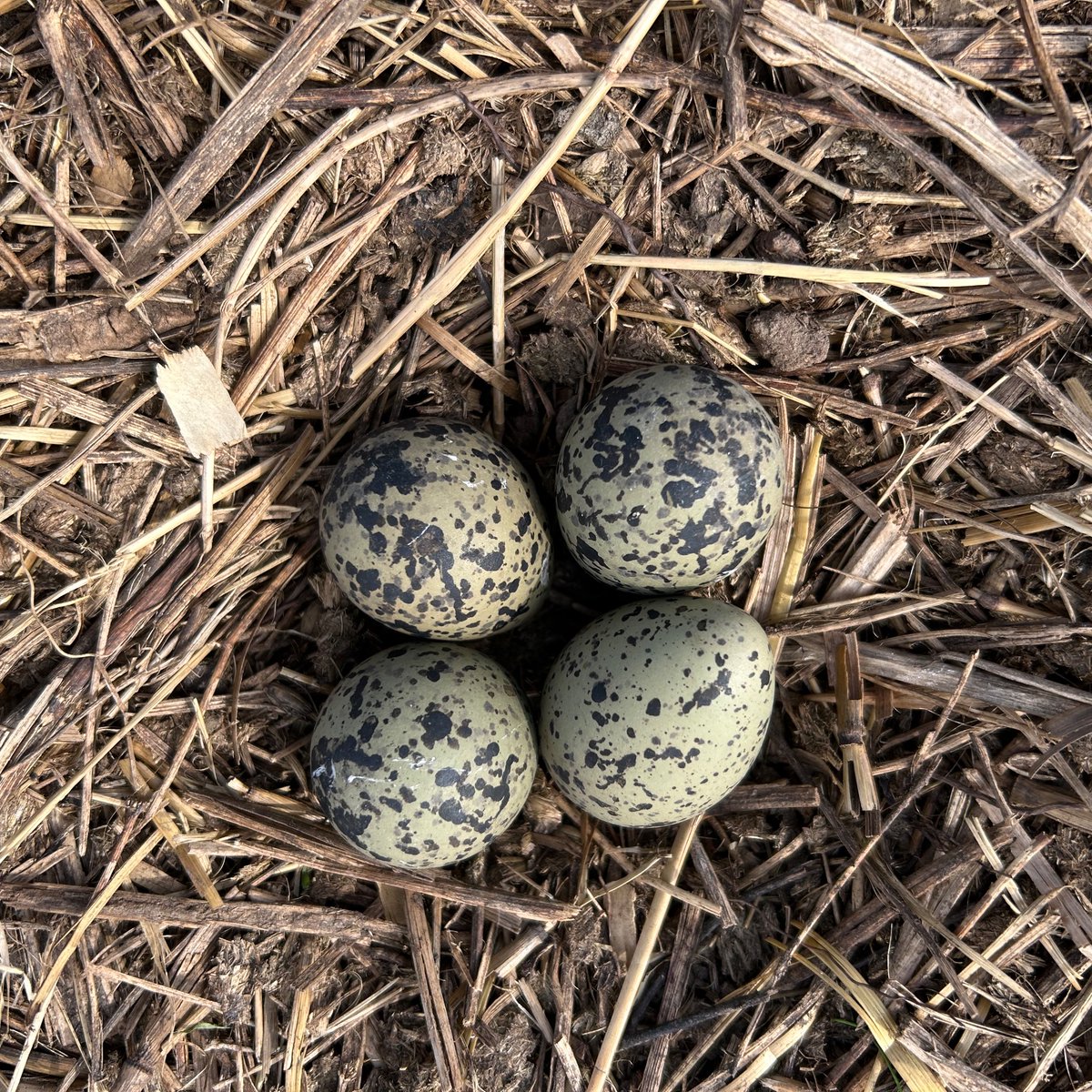 NMadreani's tweet photo. Fieldwork 2024 is kicking in! 
Looking forward to learn how horneros build their nests! Lapwings already incubating 🙃
Exciting project! https://t.co/ydsybOrrgA