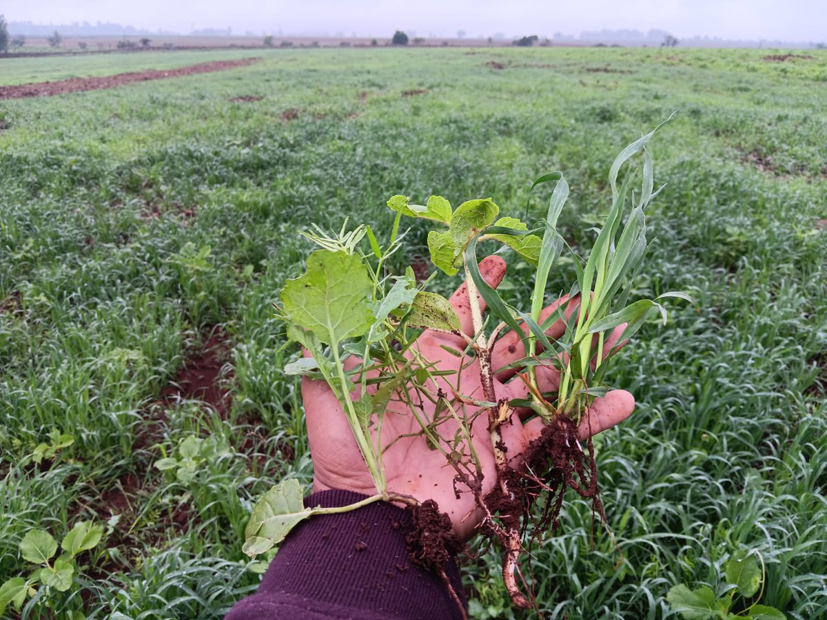 Erick Ortiz Hdez (@erickoh_ac) on Twitter photo La integración de abonos verdes es otra herramienta para el desarrollo de agroecosistemas sostenibles, aqui Avena+Ebo+Girasol+Canola #AgriculturaRegenerativa <a href="/FAO_AgriFam/">Agricultura Familiar</a> <a href="/agriculturaMich/">Agricultura Michoacán</a> @nuupagro <a href="/AGRACONolaboreo/">AGRACON</a> <a href="/JulioBerdegue/">Julio Berdegué</a> <a href="/analau_al/">Ana Laura Altamirano</a> <a href="/ACCIMMYT/">ACCIMMYT</a> <a href="/jimenezmerinomx/">A Jiménez Merino</a> <a href="/SMCSuelo/">Sociedad Mexicana de la Ciencia del Suelo</a> La integración de abonos verdes es otra herramienta para el desarrollo de agroecosistemas sostenibles, aqui Avena+Ebo+Girasol+Canola #AgriculturaRegenerativa <a href="/FAO_AgriFam/">Agricultura Familiar</a> <a href="/agriculturaMich/">Agricultura Michoacán</a> @nuupagro <a href="/AGRACONolaboreo/">AGRACON</a> <a href="/JulioBerdegue/">Julio Berdegué</a> <a href="/analau_al/">Ana Laura Altamirano</a> <a href="/ACCIMMYT/">ACCIMMYT</a> <a href="/jimenezmerinomx/">A Jiménez Merino</a> <a href="/SMCSuelo/">Sociedad Mexicana de la Ciencia del Suelo</a>