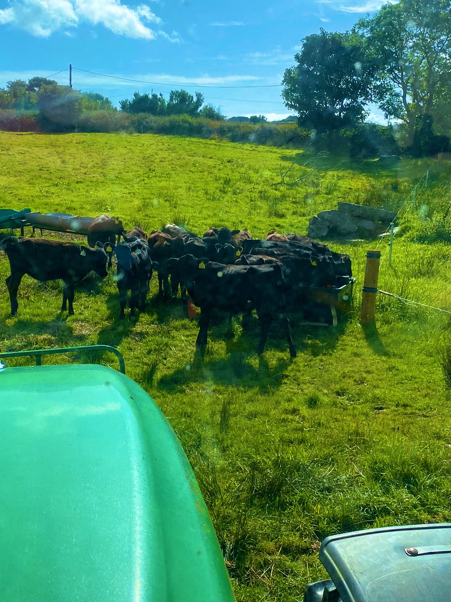 Little moos doing well: Angusx