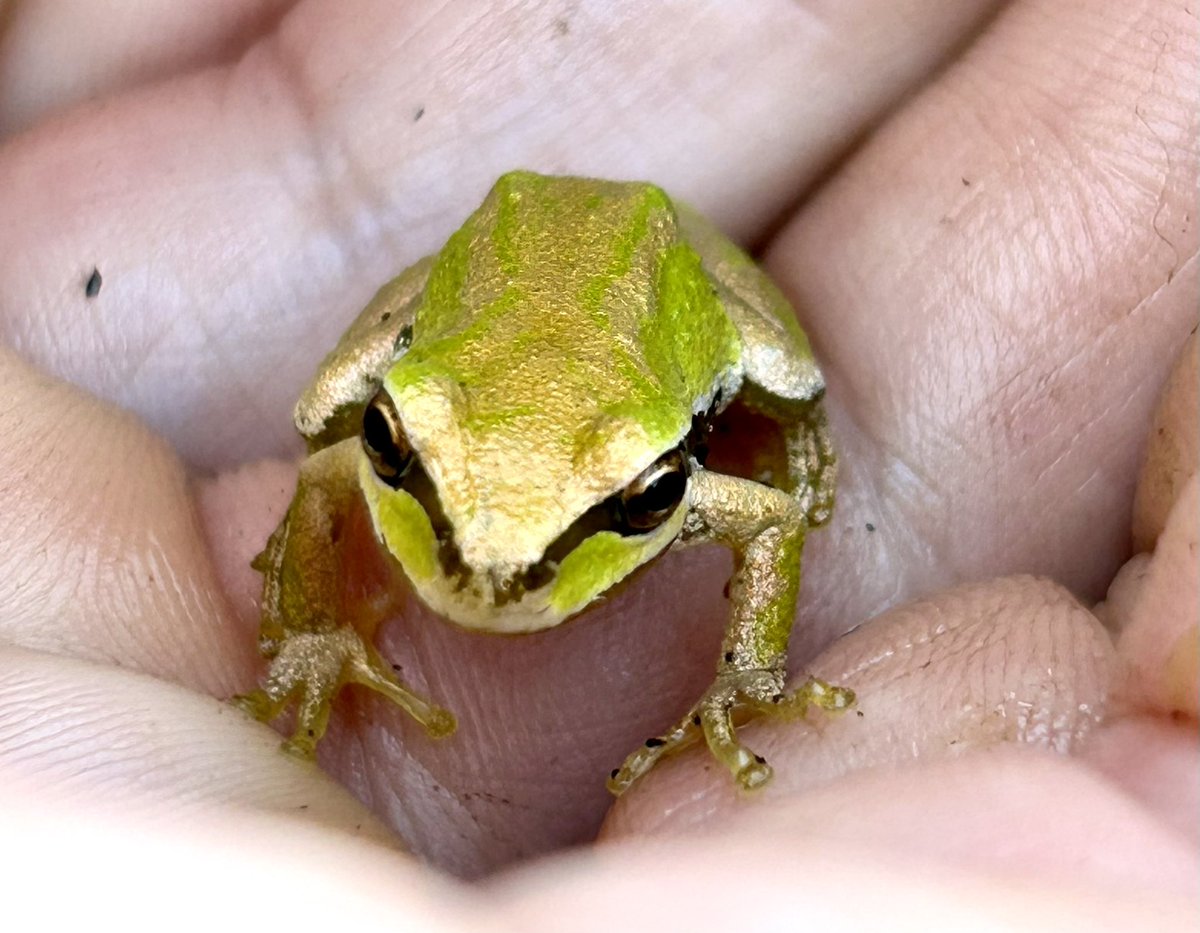 EastRidgeFarms's tweet photo. Look who was hiding in a head of romaine lettuce! This is one of the many reasons why we don’t use any chemicals on our farm! 🐸 🥬 #frog #treefrog 

#nature #ecosystem #farmdirect #smallfarm #marketgarden #farmtotable #local #natural #vegetables #bcfarmfresh #supportlocalfarms https://t.co/FBWPTRsxL5