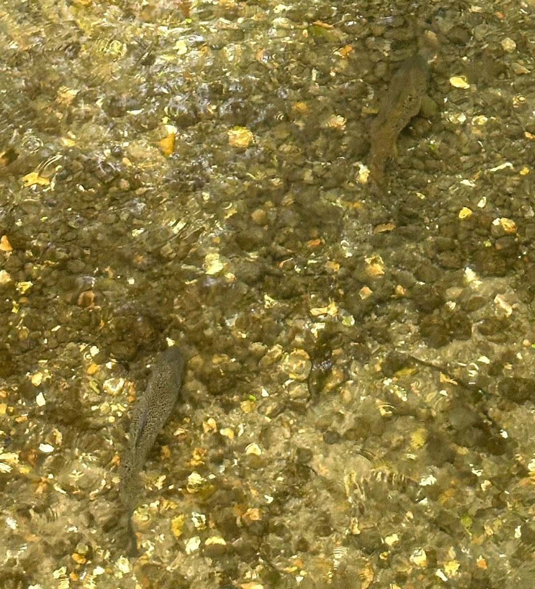 Caroline Nokes tweet media