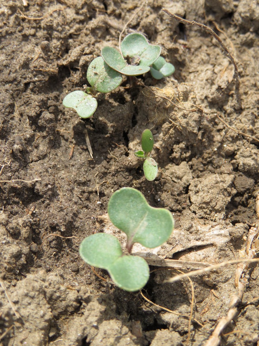 Planting winter #canola soon? Most areas should seed between Aug 25 and Sept 5. Look back 2 YEARS in your herbicide history, bean herbicides like Pursuit and Sencor have a 2 yr restriction to canola. Reach out if you have questions