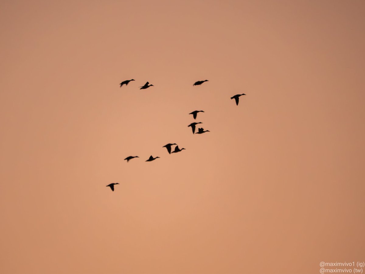 MaximVivo's tweet photo. Un grup d'ànecs volant sobre un cel preciós. Els últims instants del dia.
#collverd #azulon #mallard #Anasplatyrhynchos #birdwatching #birdphotography #albuferavalencia #sueca #ocas #ocaso #sunset https://t.co/17xfMS4gLb