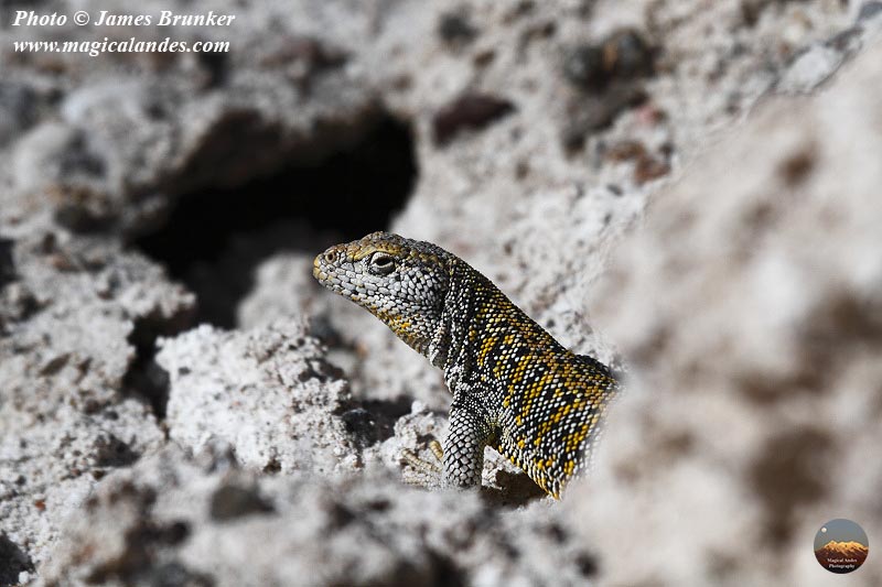 jamesbrunker's tweet photo. A Fabian's lizard (Liolaemus fabiani), endemic to the Salar de #Atacama salt flat in #Chile, for #WorldLizardDay, available as #prints and on gifts here: https://t.co/1gApITm68O
#AYearForArt #BuyIntoArt #LizardDay #wildlife #wildlifephotography #nature #lizard #reptile #animal https://t.co/oQvMHGoKFz