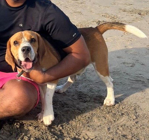 #PERDIDO #SANTAELENA
Nombre: #TOBI
Fecha: 12/08/24
Sector: Centro, Barrio Los Laureles, Guillermo Ordóñez y Paquisha 
Sexo: Macho
Raza: Beagle
Obsv.: Mancha negra, pelaje tricolor
Contacto: 0986894414
¡Ayúdalo a volver con sus tutores!
#AlertaMePerdí