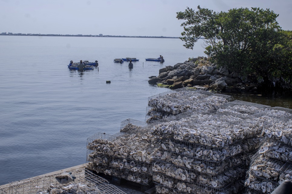 Brevard Indian River Lagoon Coalition tweet media