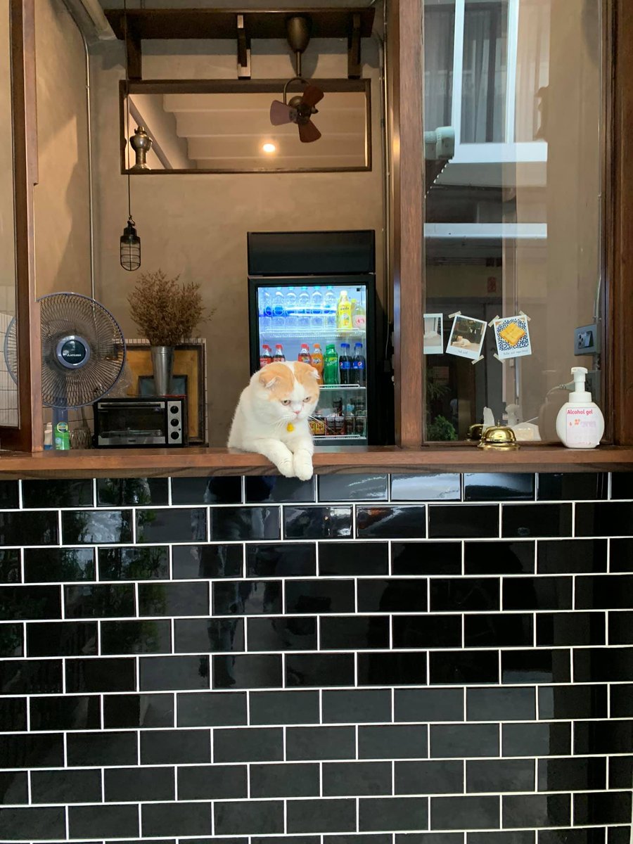 cats with jobs 🛠 (@catworkers) on Twitter photo 