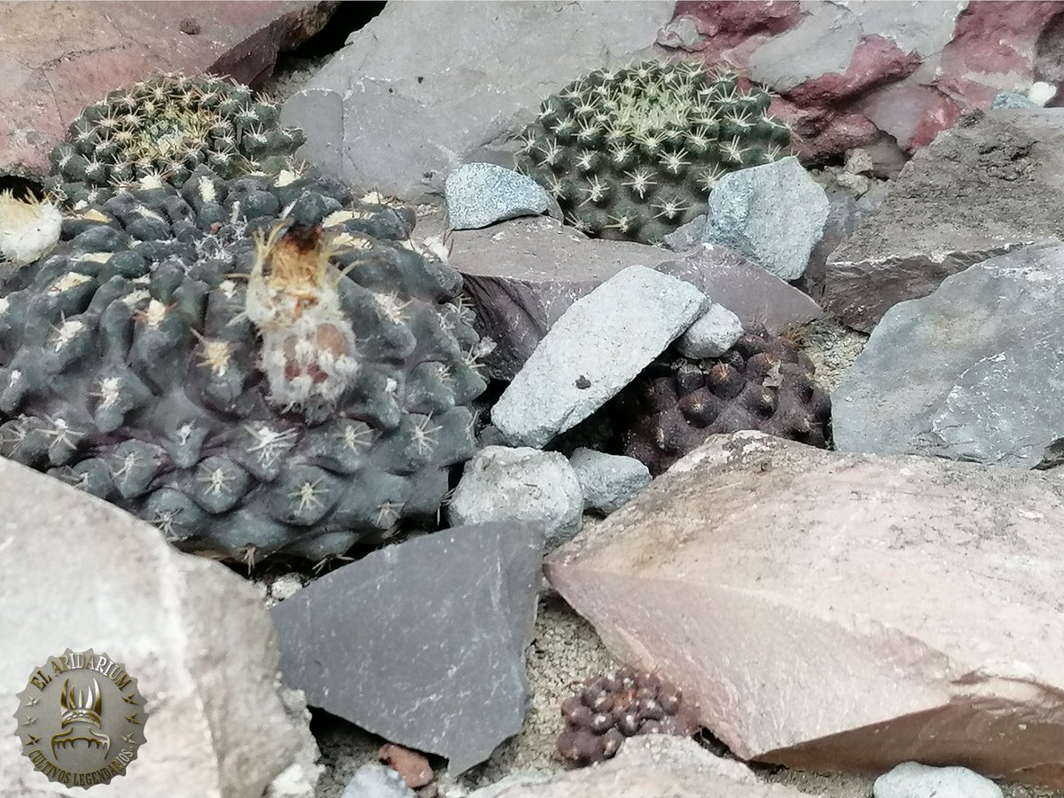ElAridarium's tweet photo. Eriosyce odieri 🤠🌵🌵🌵🌵🌵🌵#CultivosLegendarios #cactusysuculentas #cactaceas #succulentcollection #suculentas #LegendaryPlants #el_aridarium #pasionPorElCultivo https://t.co/1op3MNqeDb