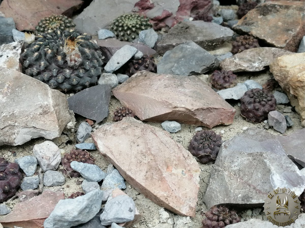 ElAridarium's tweet photo. Eriosyce odieri 🤠🌵🌵🌵🌵🌵🌵#CultivosLegendarios #cactusysuculentas #cactaceas #succulentcollection #suculentas #LegendaryPlants #el_aridarium #pasionPorElCultivo https://t.co/1op3MNqeDb