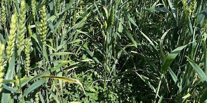 Event alert - Tues 24th Sept! 

Hosted at <a href="/BFC_Farming/">Brixworth Farming</a> in Northants, learn about the potential for bi-cropping in your rotation (CIPM3 in SFI) to boost farm resilience &amp; the bottom line, from farmers who are trialling it themselves 👩‍🌾 

Register ⬇️

eventbrite.co.uk/e/bi-cropping-…