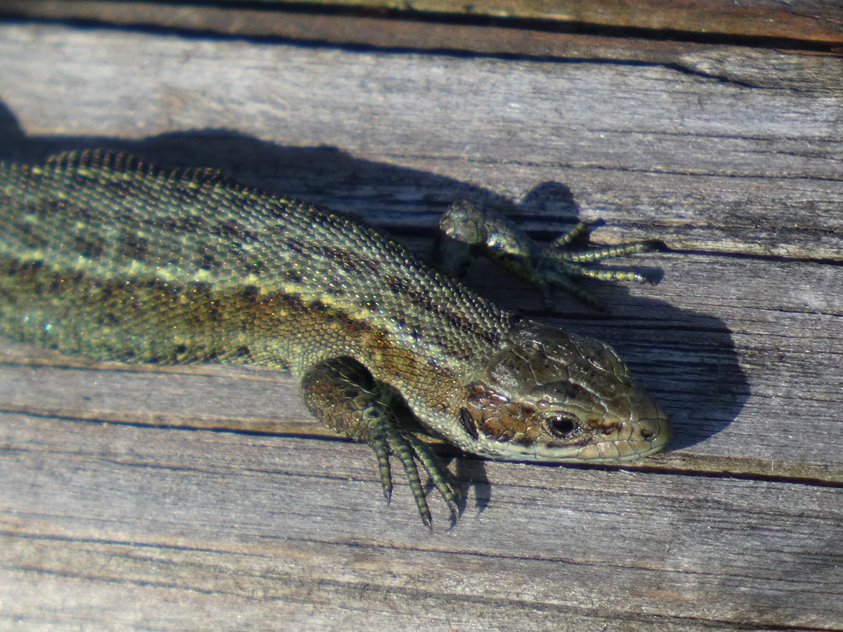 NLancsWildlife's tweet photo. A few lizards for #WorldLizardDay . I can pull most of these poses, I just choose not to https://t.co/nXjc4HdFEA