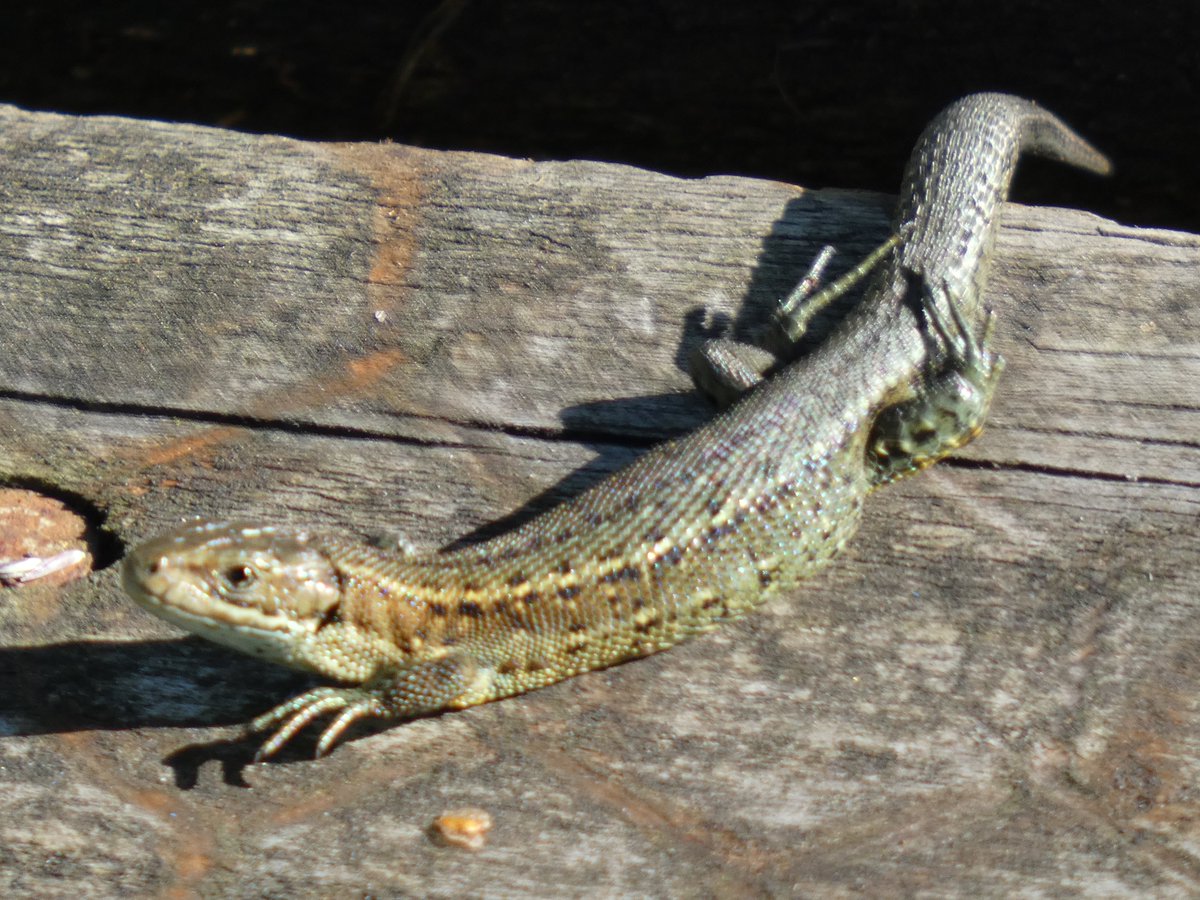 NLancsWildlife's tweet photo. A few lizards for #WorldLizardDay . I can pull most of these poses, I just choose not to https://t.co/nXjc4HdFEA