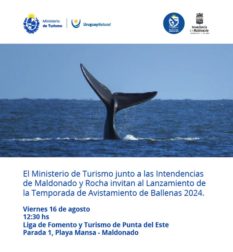 El Ministerio de Turismo junto a las intendencias de Maldonado y Rocha, realizarán el lanzamiento de la Temporada 2024 de Avistamiento de Ballenas, el 16 de agosto a las 12:30, en la Liga de Fomento y Turismo de Punta del Este, Parada 1 de Playa Mansa.
