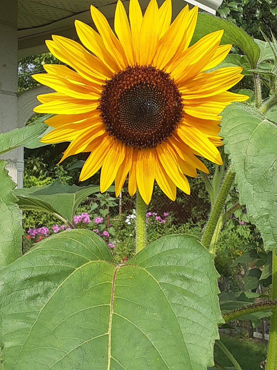 BookEnd2VEE21's tweet image. My #sunflower looking tall and proud in #mygarden #SummerVibes2024