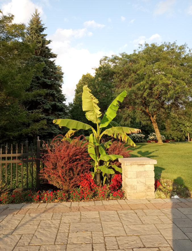 T_Mtl1110's tweet photo. Another lovely planting seen in the neighbourhood.
Yes, I am 10 feet tall!
#gardens #flowers #MeAndMyShadow https://t.co/VnOFBImqzN