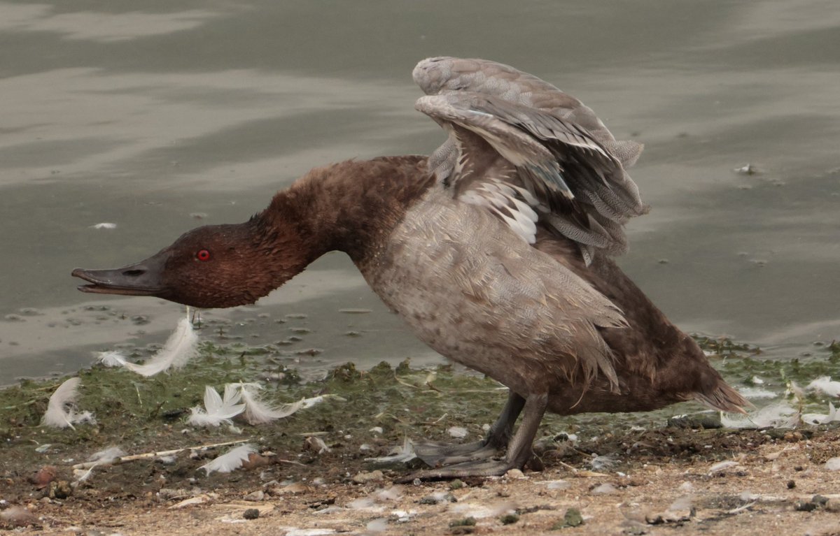 Daryl Rhymes tweet media