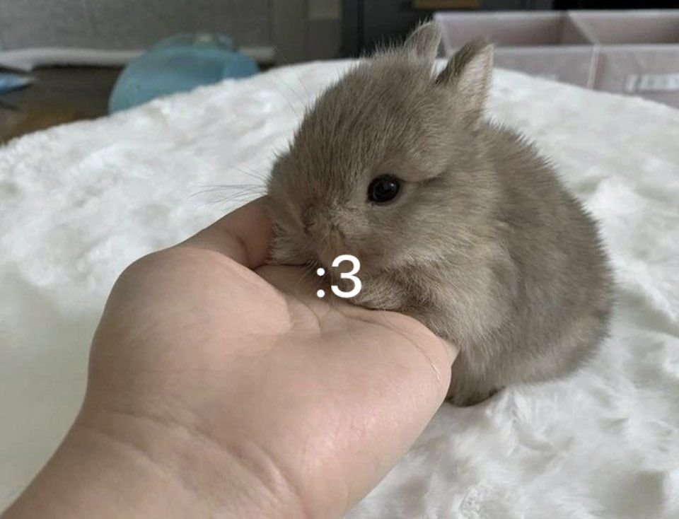 Bunnies (@rabbiteveryhour) on Twitter photo 