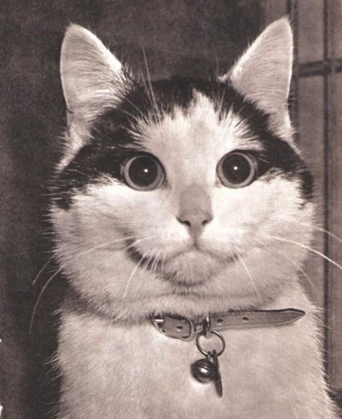 Un gato llamado Buffins, fotografiado después de ganar el premio a la "expresión más atractiva" en un concurso del National Cat Club, en Washington, en 1958.