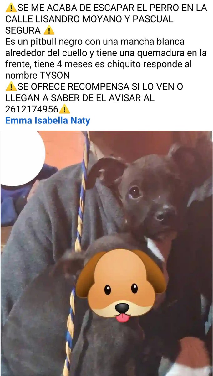 PORFAVORRR AYUDENME A COMPARTIR ASI ENCUENTRO A MI PERRITO