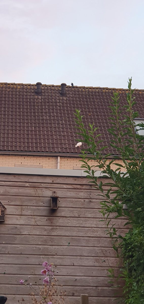 Ik zit in mn tuin te wachten tot een witte, tamme duif weer dichterbij komt zodat ik hem kan vangen. Water en voer ligt klaar maar hij blijft op een dak aan de overkant zitten.

Ben eigenlijk best moe en wil slapen 😅 Iemand nog tips hoe ik de aandacht kan trekken? 😆