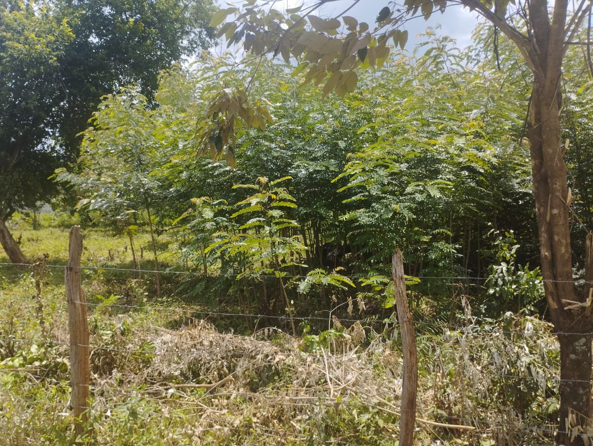 MoraraKebasoSnr's tweet image. Fake schools receiving funding capitation from the ministry of education. Here is an example. Kuna gate, signboard but no school. Wizi Wizi Wizi bila Kazi