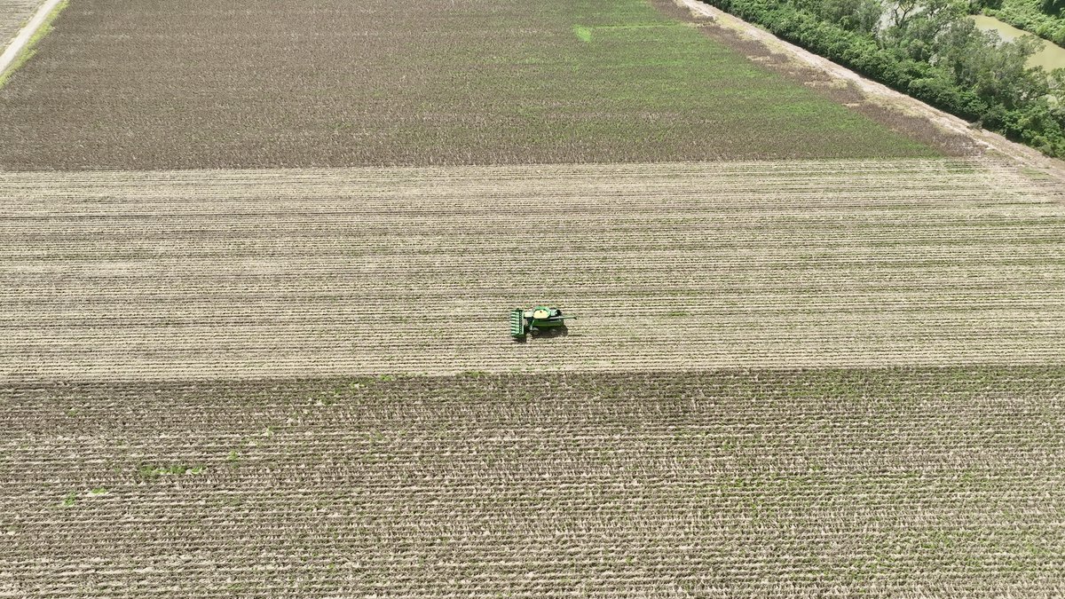 This harvest season, one photo tells a profound story. 

After #HurricaneBeryl's winds, farmers are "deadheading"—harvesting damaged corn in one direction, then returning empty-handed. 

This method underscores their resilience but also increases the time and cost of their labor.
