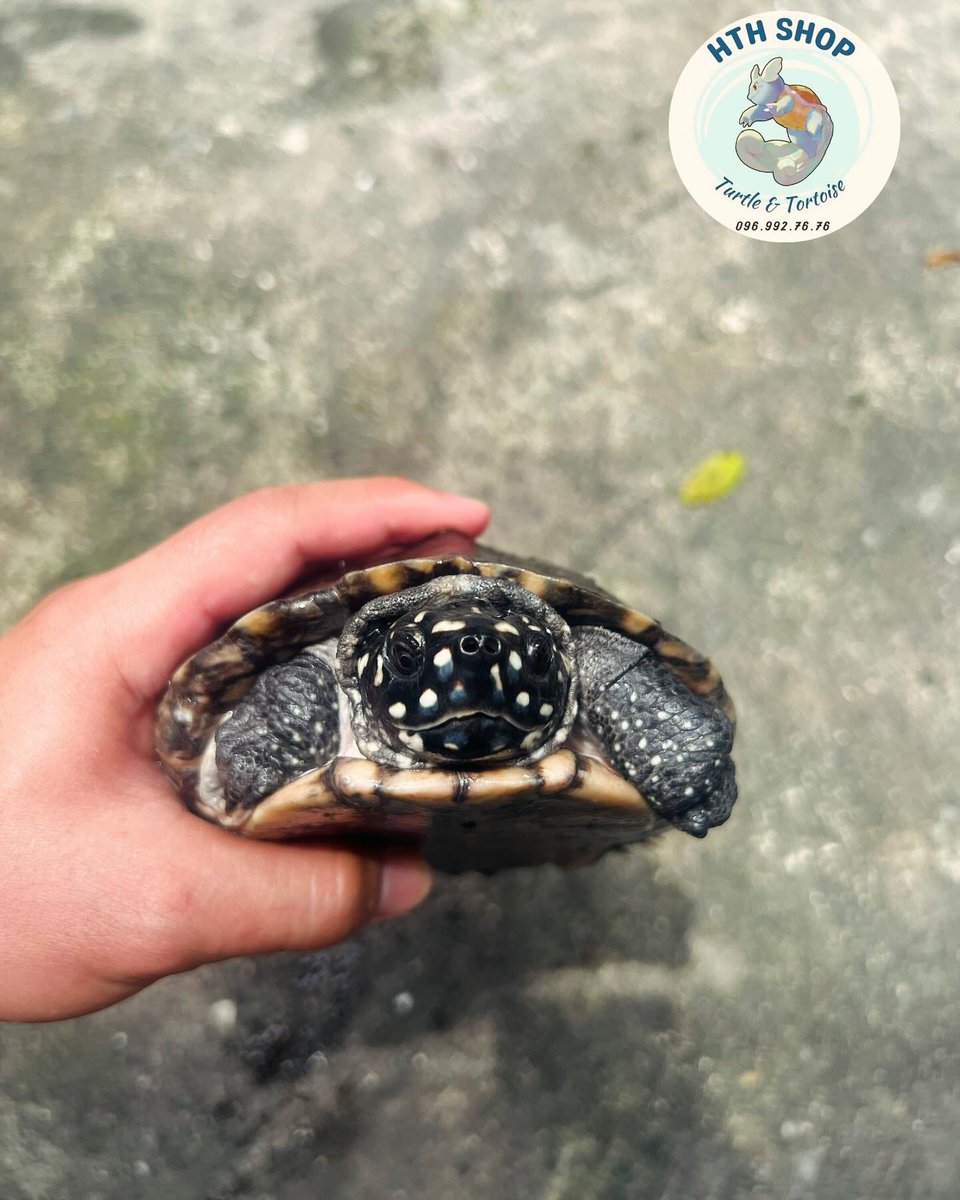 hthshop91's tweet image. Hamilton 🥰🥰🥰

#hthshop #ruasaodem #hamiltonturtle