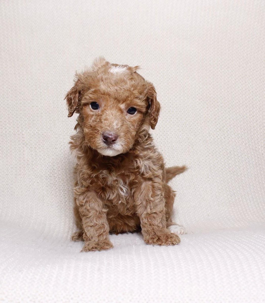 RLStephens3_'s tweet image. 🐾 Exciting news! Meet the newest member of my family, Sixt, my adorable mini golden doodle! 🐶 Now, the real question is… who’s ready to volunteer as tribute for doggy sitting? 😂 #NewPuppy #GoldenDoodle #DoggySitterNeeded
