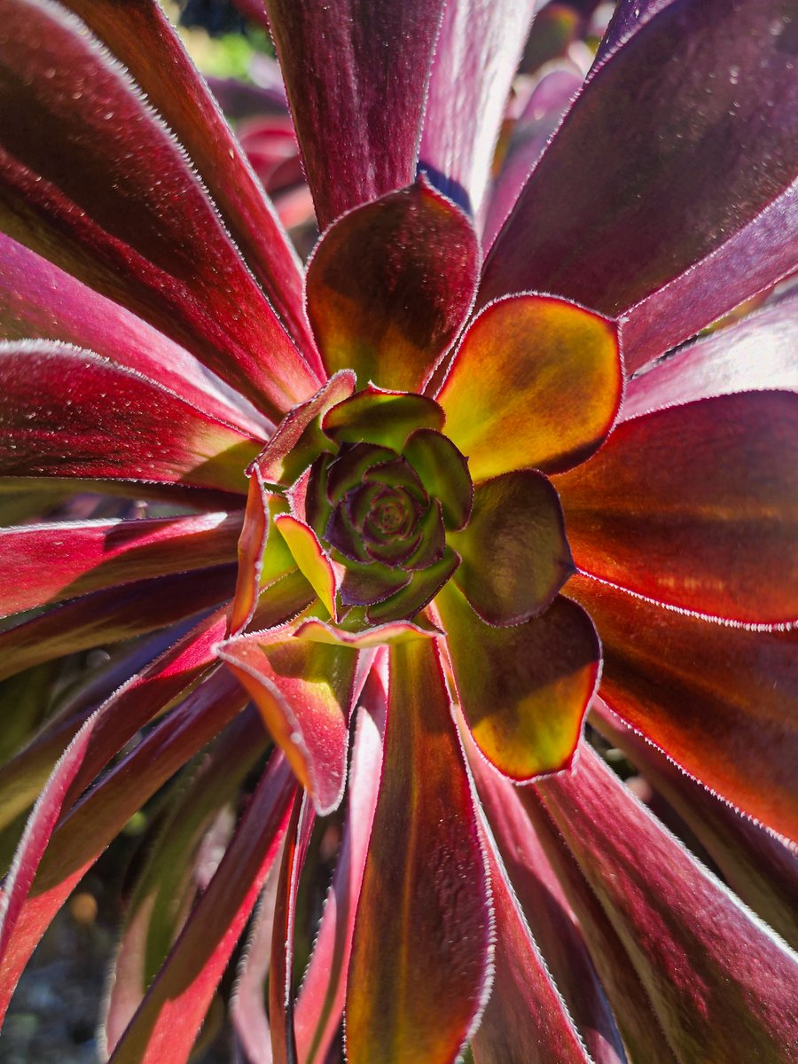 Botanic Gardens SA tweet media