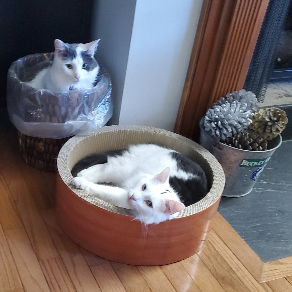 When your brother takes your scratch bed and you have to make do with the trash can. #JackAndDiane #CatsOfTwittter #CatsOfX