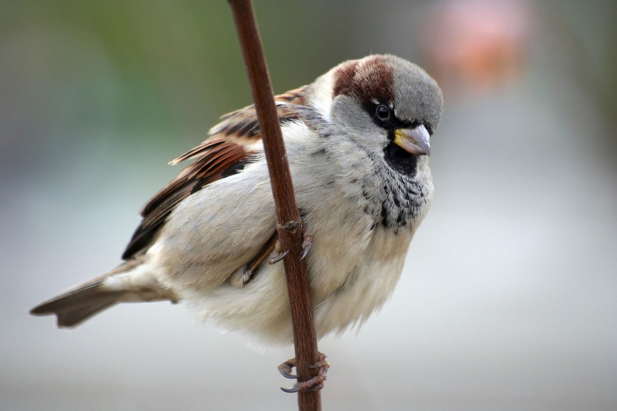 SparrowHourly's tweet image. Sparrow!

#bird #sparrow #pythonbot #tweepy #nature