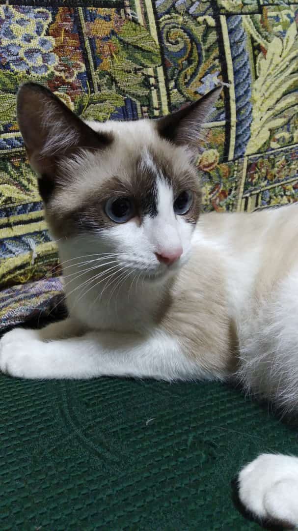 Difundo. Buscando hogar en Caracas, soy niña, con compromiso de esterilización inf 0412-7374522